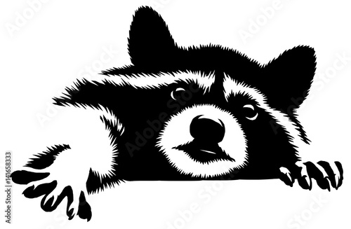 black and white linear paint draw raccoon illustration photo