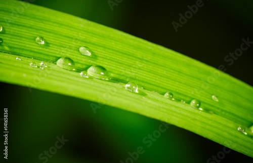 Green grass leaf with water drops