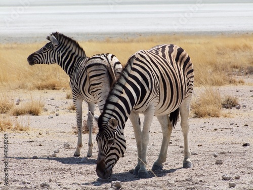 Baby Zebra and mother in Etosha National Park  Namibia