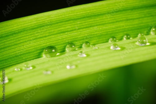 Green grass leaf with water drops