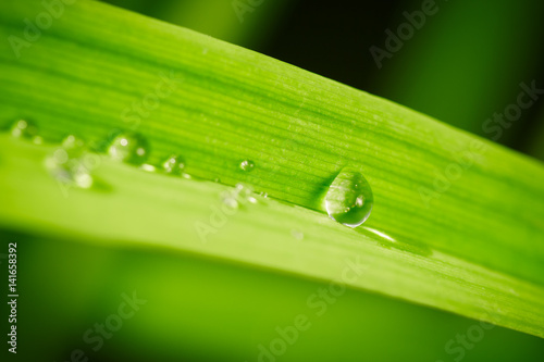 Green grass leaf with water drops