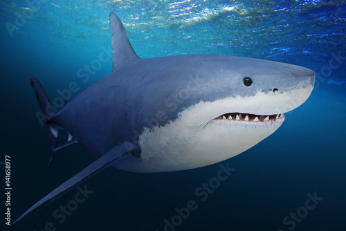 The Great White Shark - Carcharodon carcharias is a world s largest known extant predatory fish. Underwater photo of big fish in a deep sea.