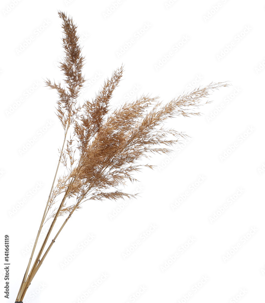 dry common bulrush, isolated on white background dry common bulrush, isolated on white background