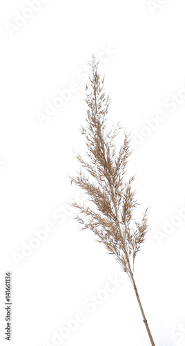 dry common bulrush, isolated on white background