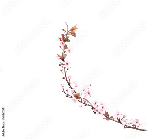 Plum blossom branch, isolated on white background