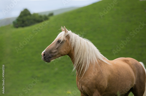 Portrait of a Horse