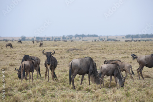 Kenya Africa © klevit