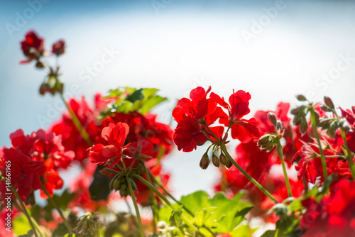 Red flowers against blue background