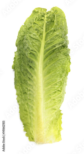 Fresh green romaine lettuce leaf on a white background.

