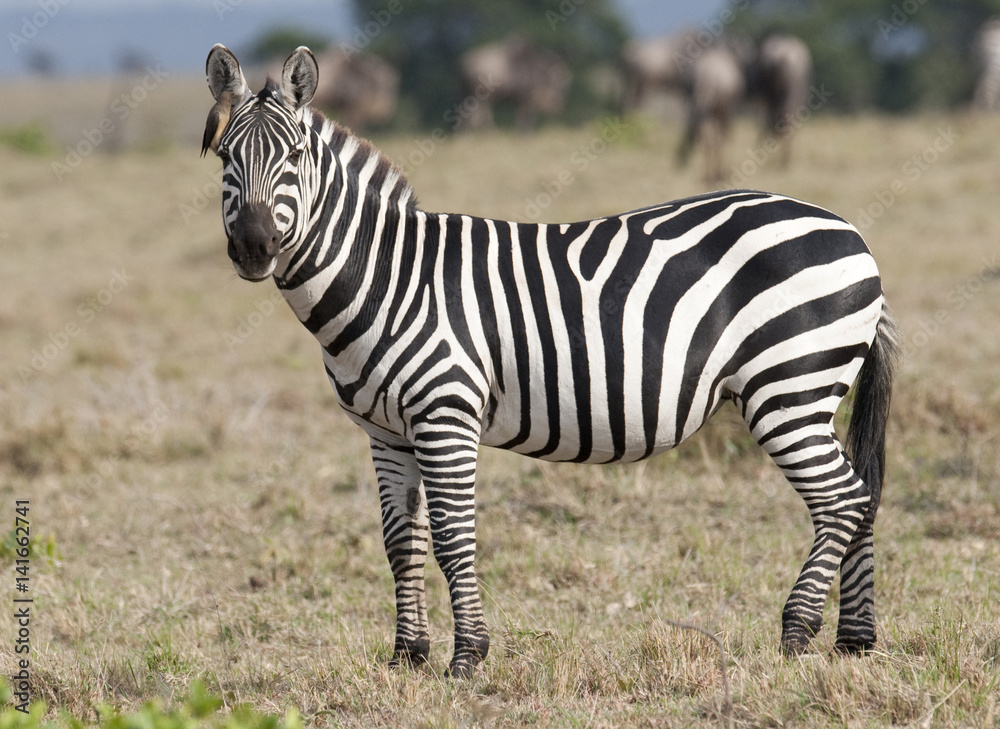 Naklejka premium Kenya Africa