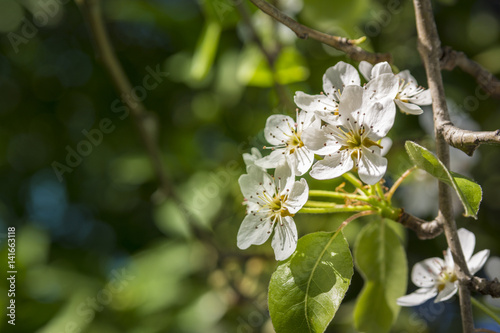 Spring blossom pear tree, scientific name Pyrus Communis