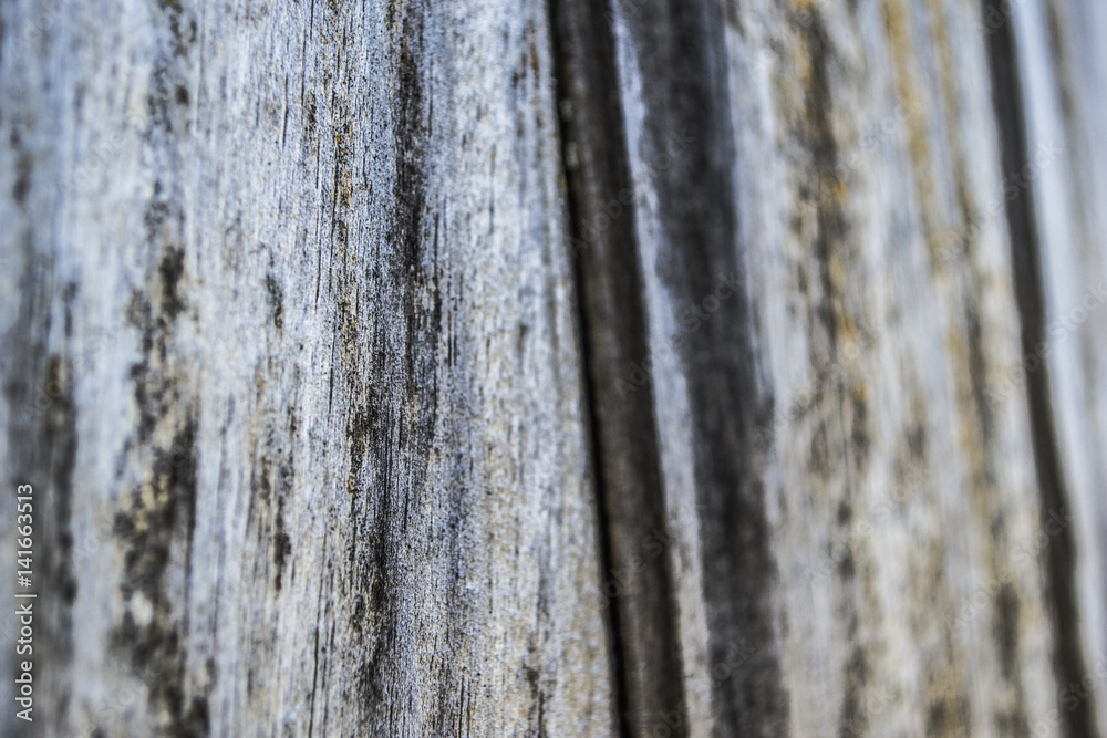 Obraz premium textura madera