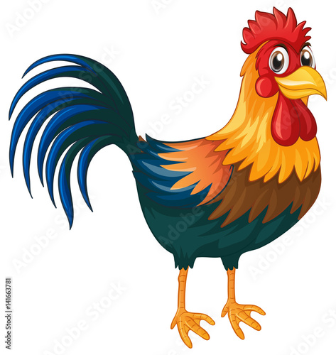 Rooster standing on white background