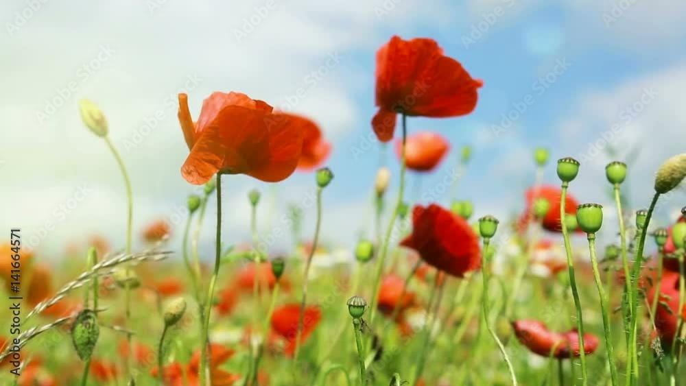Poppies field in rays sun. Poppies field in rays sun.