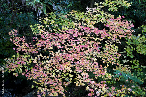 Hogsback Mountain Village Eastern Cape South Africa