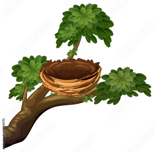 Bird nest on branches