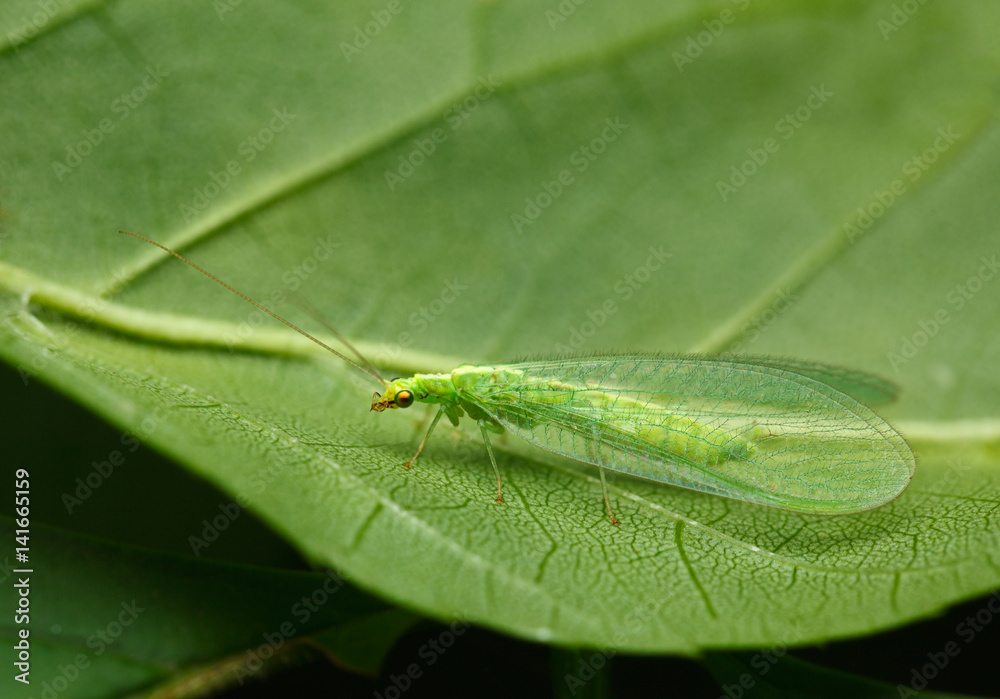 Camouflage lacewing Camouflage lacewing