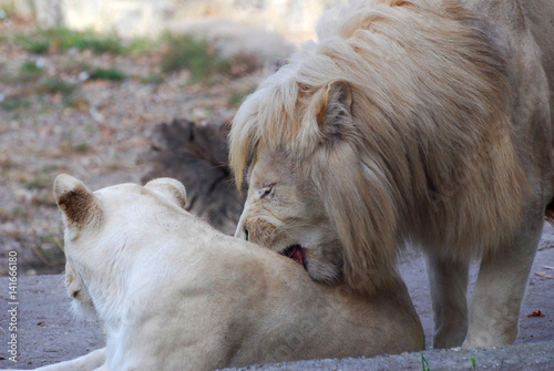 Couple of lions is ready for mating. Close up of pair of lion in love