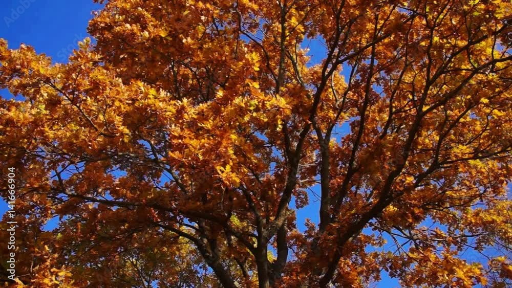 Oak tree Oak tree