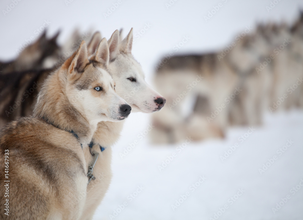 Huskies Huskies