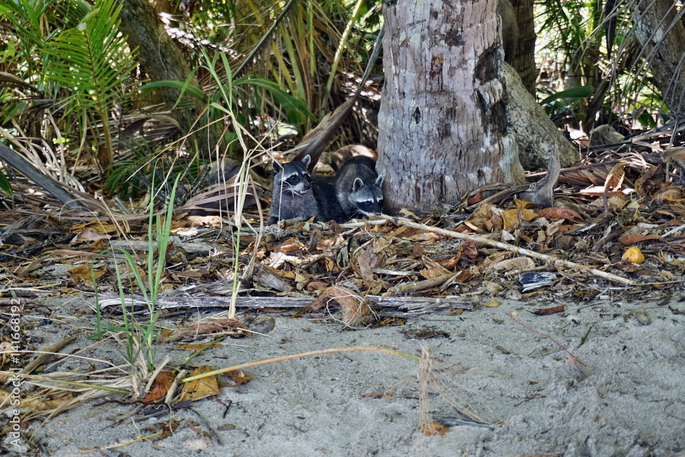Fototapeta premium Waschbären 