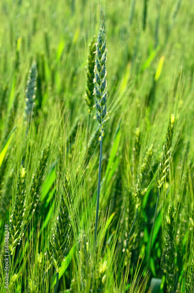 The green ears of cereal crops in the field .