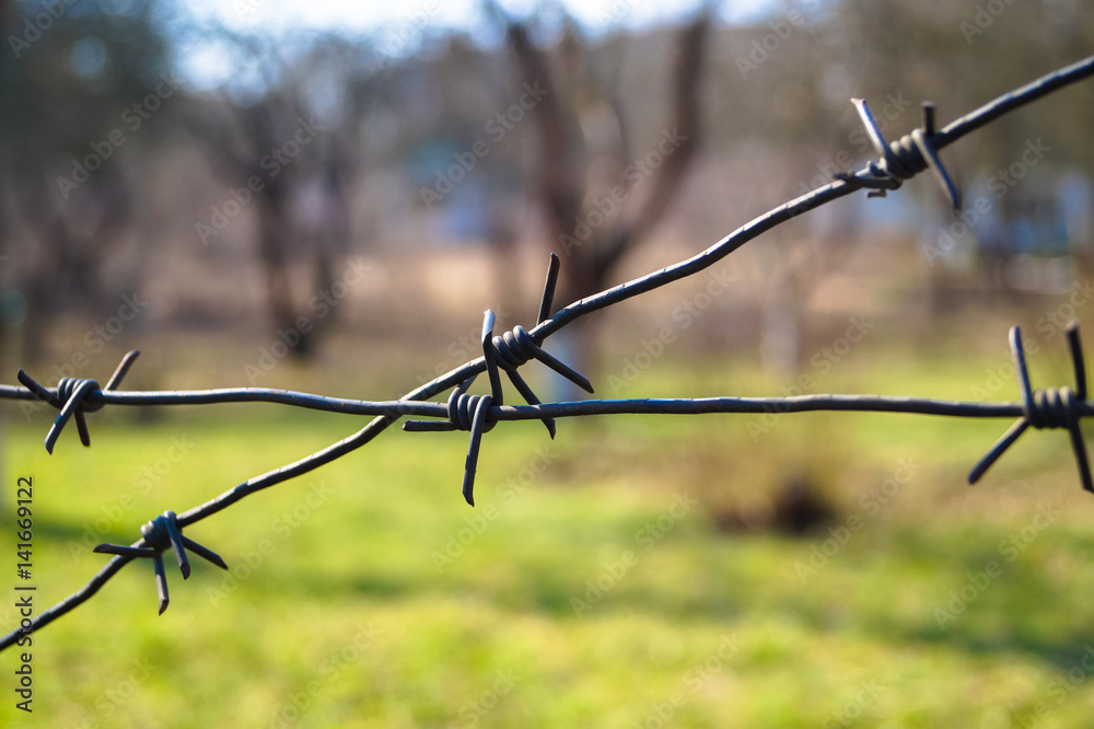 barbed wire in the garden barbed wire in the garden