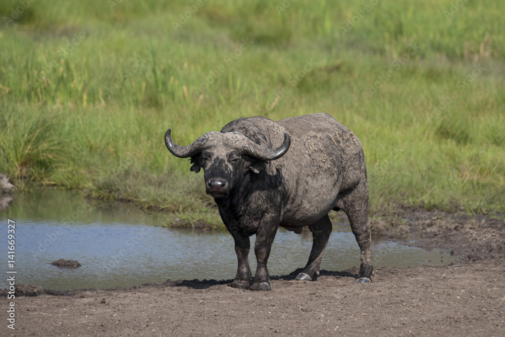 Obraz premium Kenya, Africa