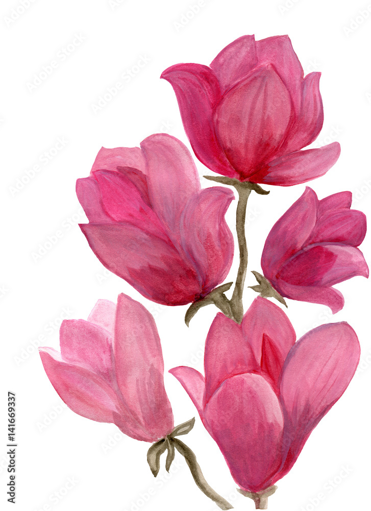 Hand drawn watercolor of pink magnolia branch Hand drawn watercolor of pink magnolia branch