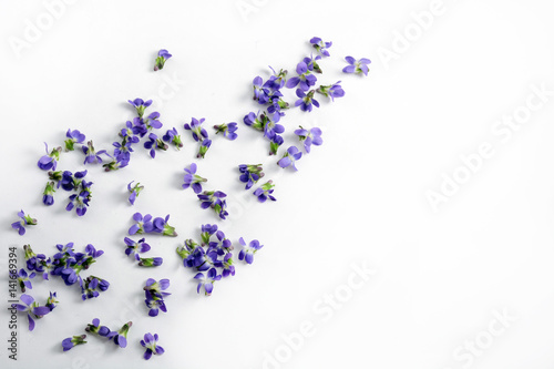 Delicate spring violets on a white background close up