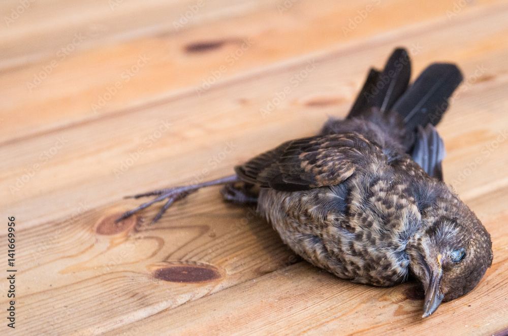 Obraz premium Dead little bird on the wooden background