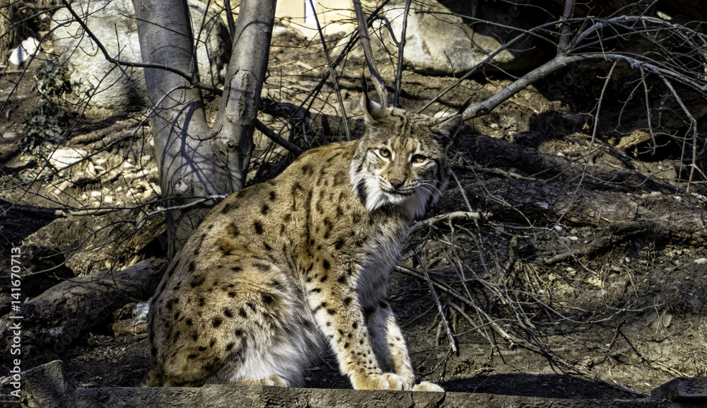 Obraz premium Luchs bei Baum