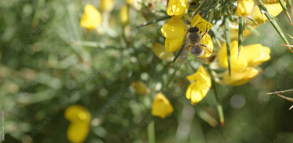 detail of a bee on top a calicactome flower