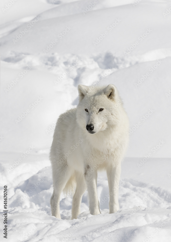 Arctic wolf isolated on a white background in the winter snow in Canada