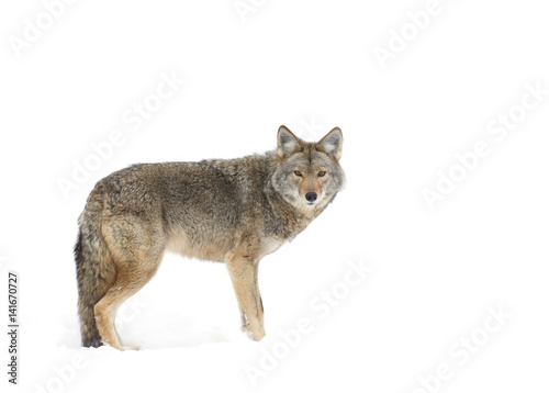 A lone Coyote isolated against a white background standing in the winter snow in Canada photo