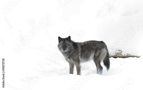 Black wolf isolated on a white background in the winter snow in Canada