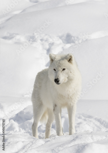 Arctic wolf isolated on a white background in the winter snow in Canada © Jim Cumming
