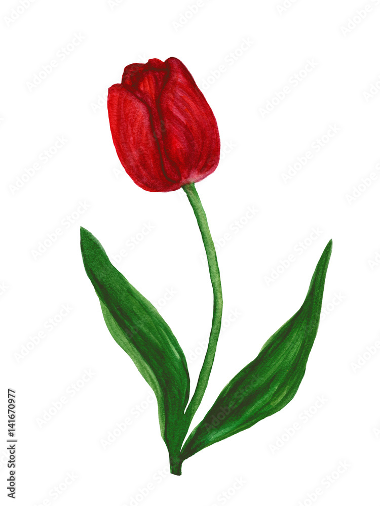 Red tulip watercolor