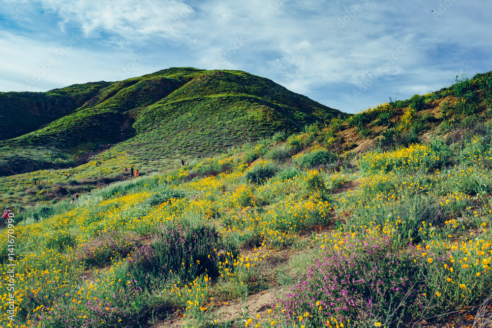 Southern California hills during the Wildflower Superbloom at Walker Canyon