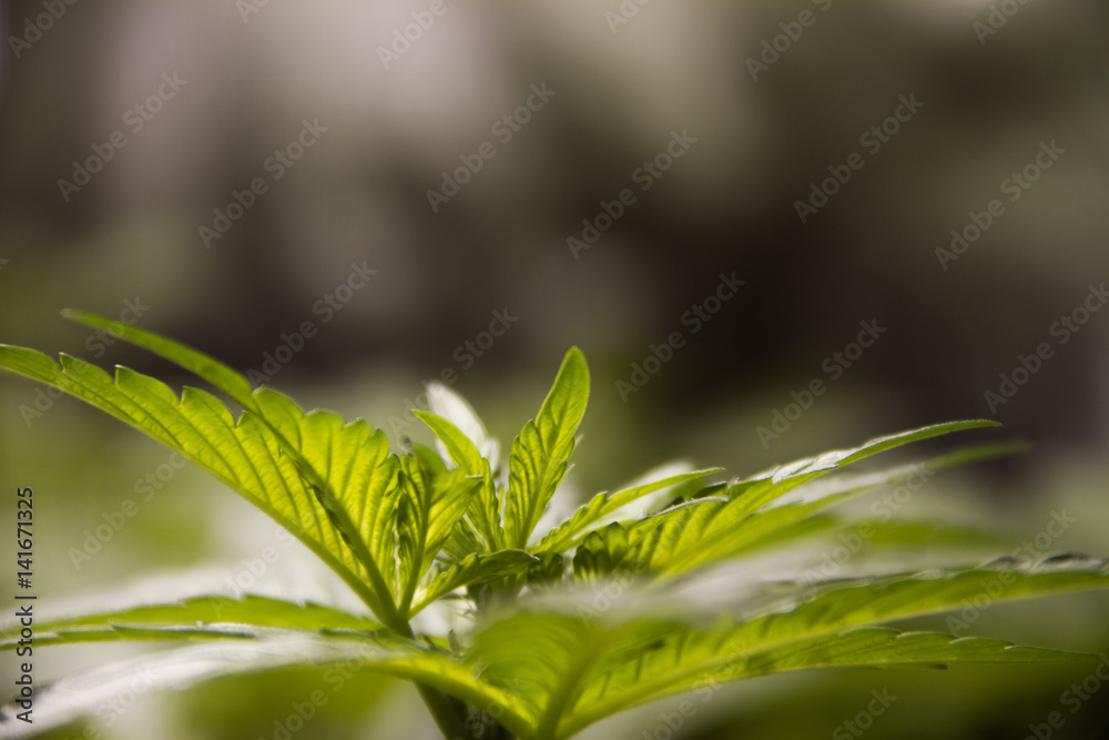 Cannabis Plant Leaf Detail Cannabis Plant Leaf Detail