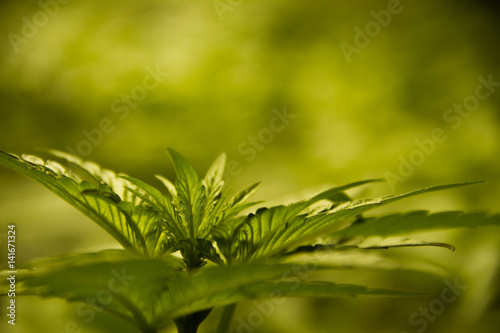 Cannabis Plant Leaf Detail