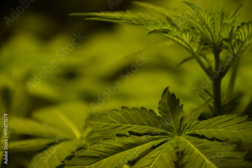 Cannabis Plant Leaf Detail