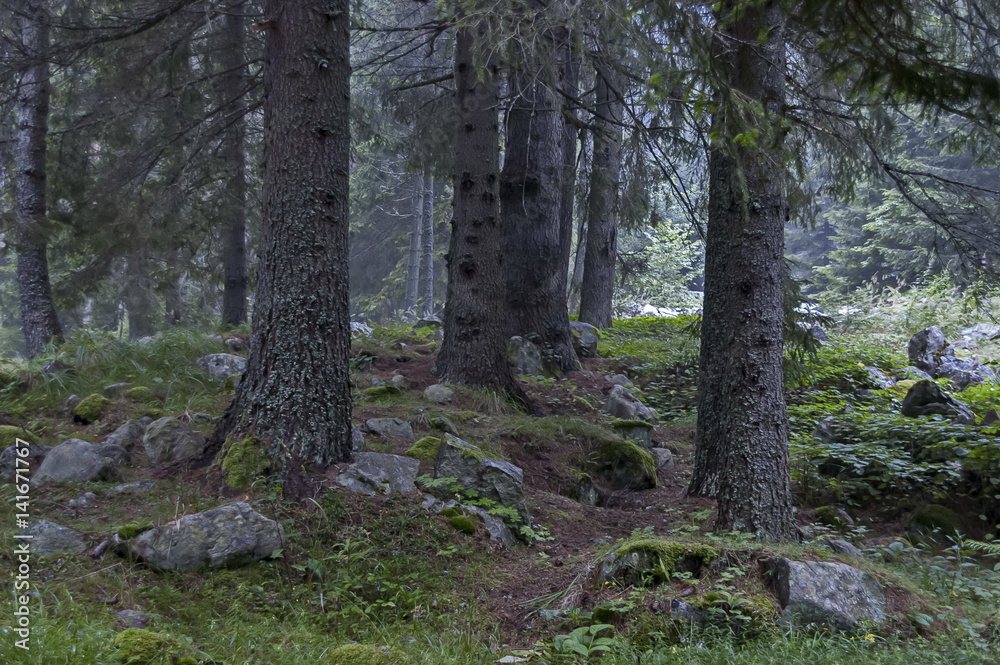 Rain in the forest coniferous in Rila mountain, Bulgaria Rain in the forest coniferous in Rila mountain, Bulgaria