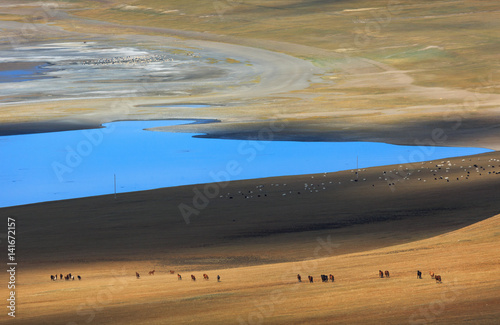 Herd of horses in the lake Zuun Nuur photo