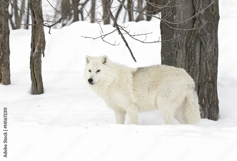 Naklejka premium Arctic wolf (Canis lupus arctos) walking in the winter snow in Canada