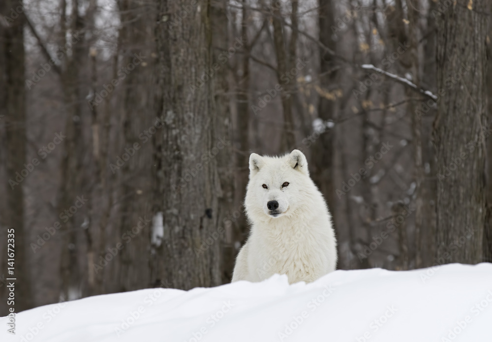 Naklejka premium Arctic wolf (Canis lupus arctos) standing on a snow covered rocky cliff in winter in Canada 