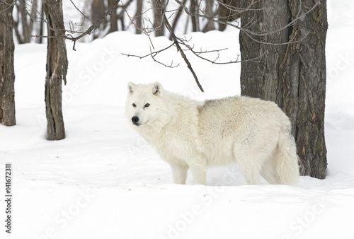 Arctic wolf (Canis lupus arctos) walking in the winter snow in Canada