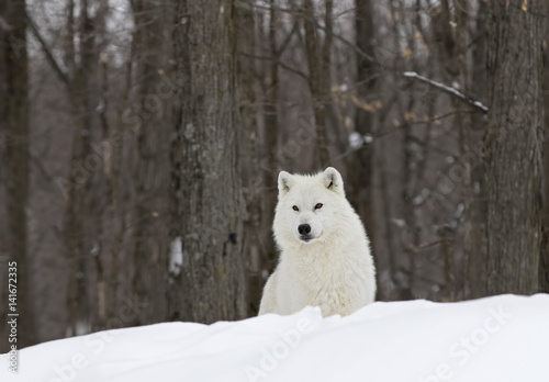 Arctic wolf (Canis lupus arctos) standing on a snow covered rocky cliff in winter in Canada 