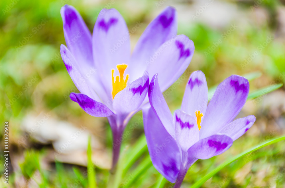 The field with crocuses in the wild nature The field with crocuses in the wild nature