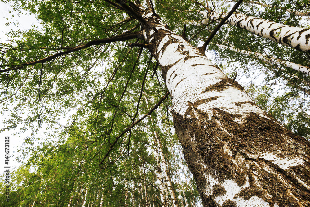 Fototapeta premium summer in sunny birch forest